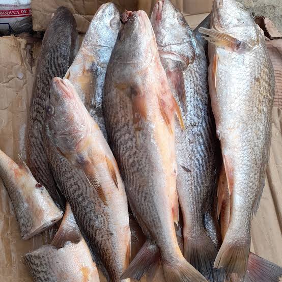Fresh Croaker Fish
