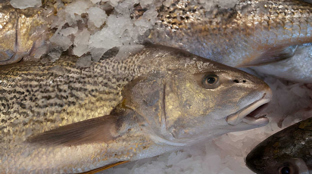 Fresh Croaker Fish