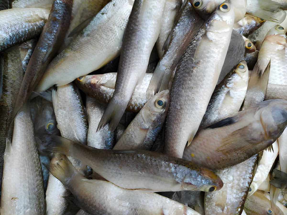 Fresh Kpanla Fish