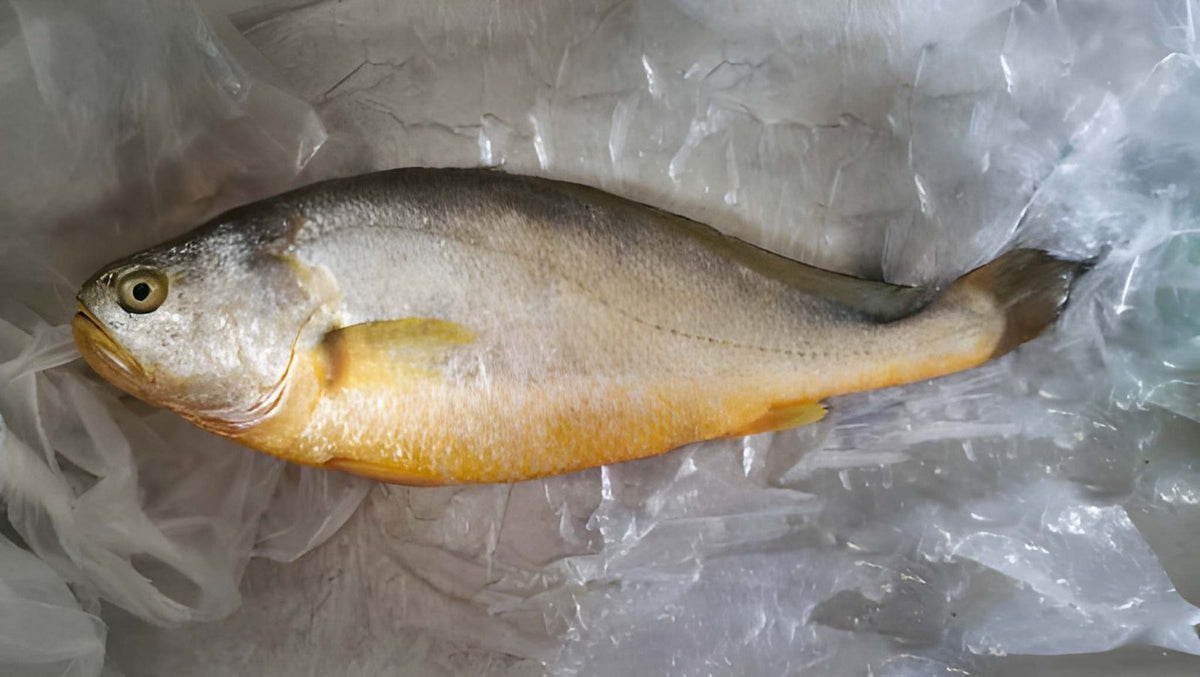 Fresh Croaker Fish