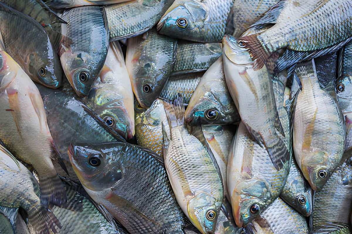 Fresh Tilapia Fish
