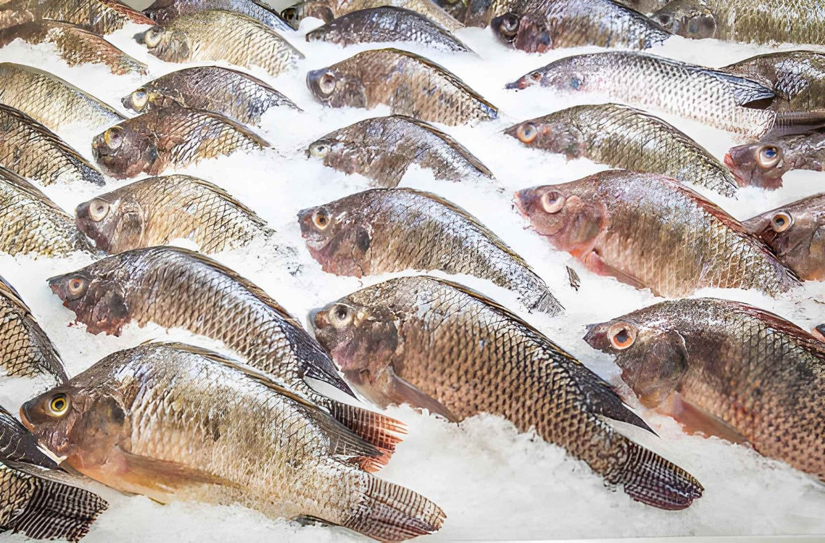 Fresh Tilapia Fish