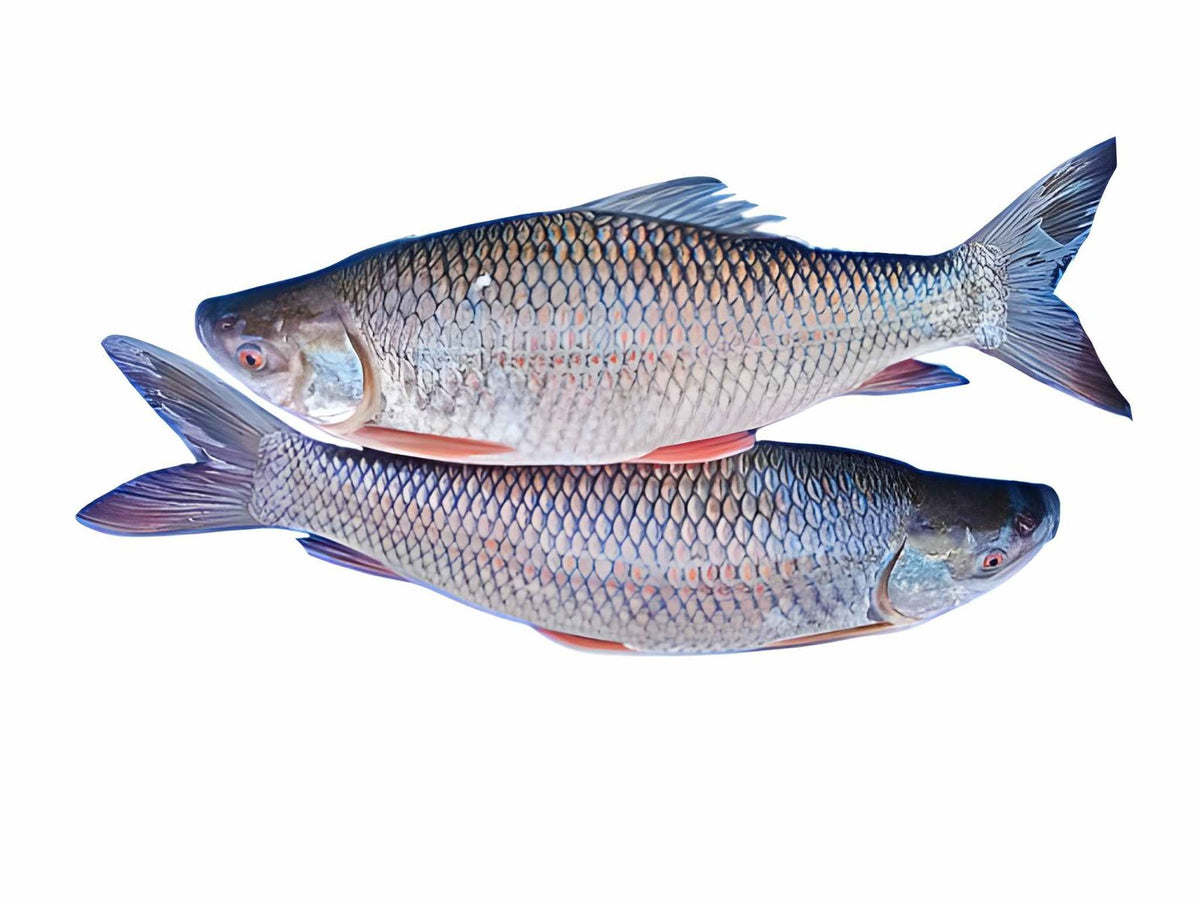 Fresh Kpanla Fish