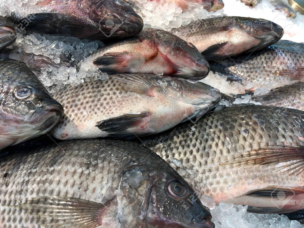 Fresh Tilapia Fish